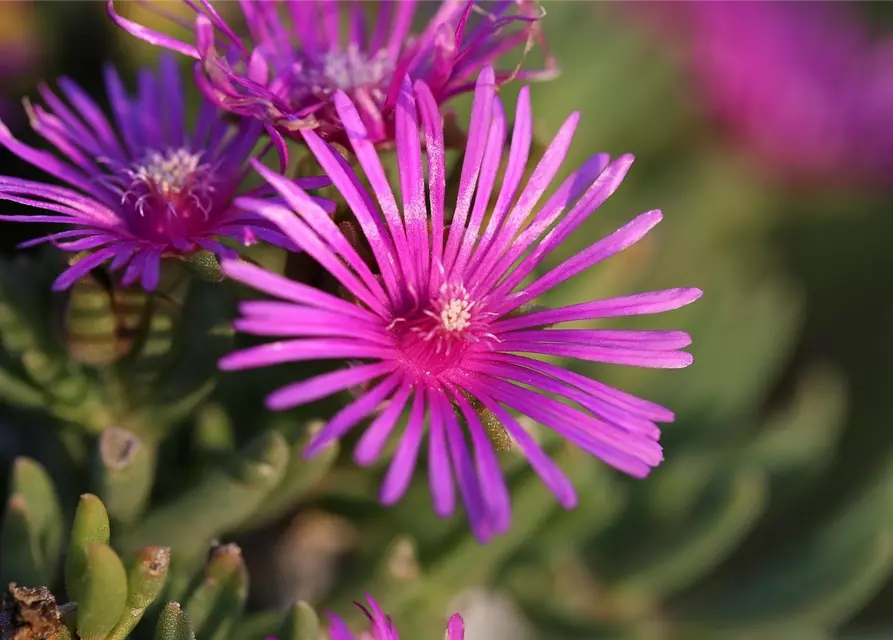 Raublatt-Aster