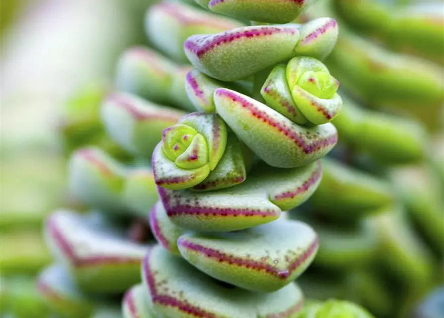 Dickblatt 'Hottentot'