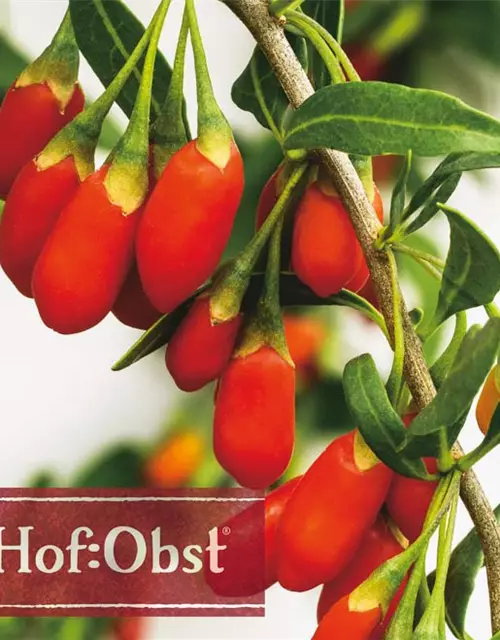 Goji-Beere 'Sweet Success'