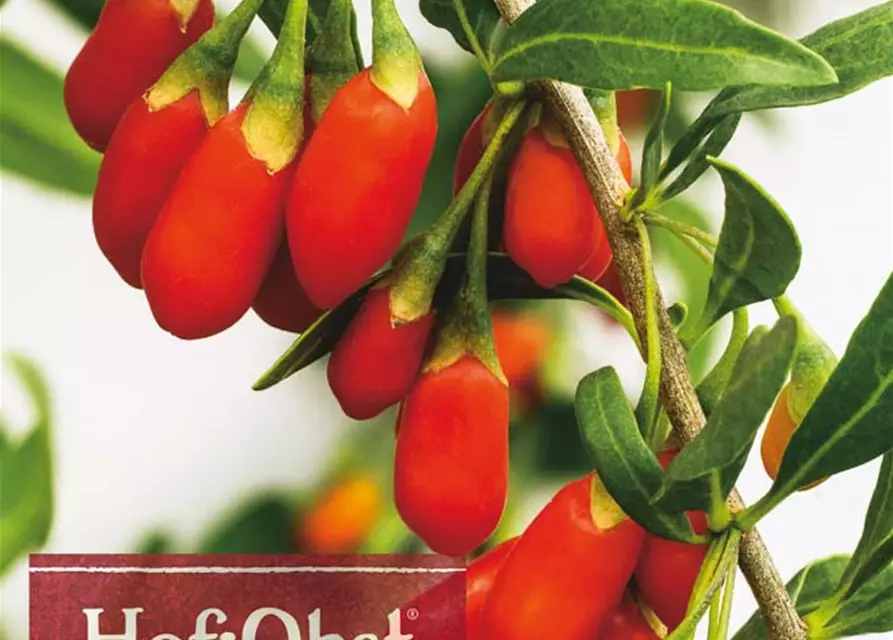 Goji-Beere 'Sweet Success'