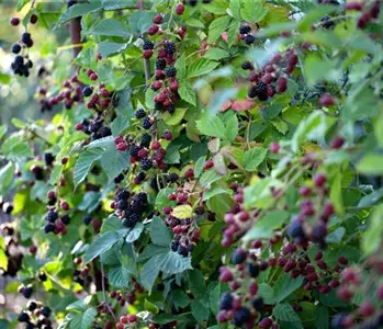 Brombeeren schneiden