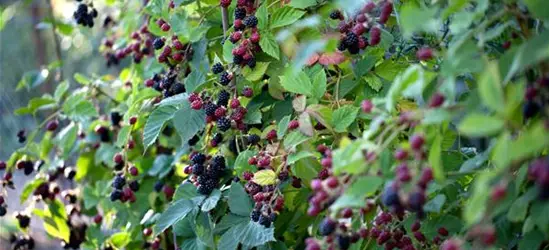 Rubus fruticosus 'Thornless Evergreen'