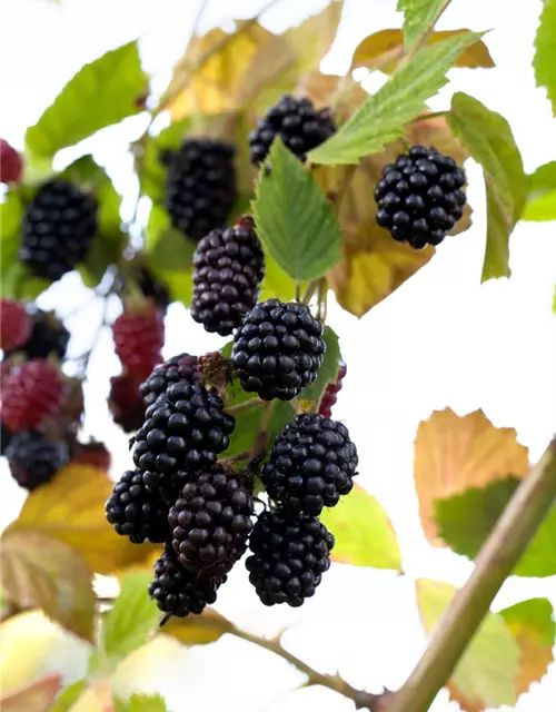 Rubus fruticosus