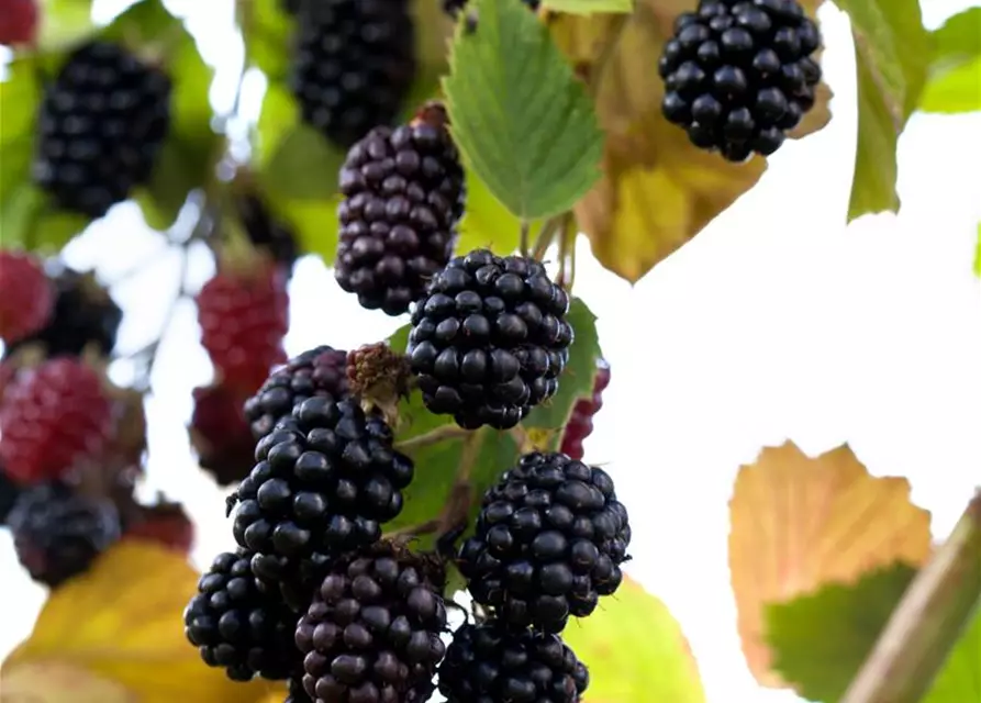 Rubus fruticosus