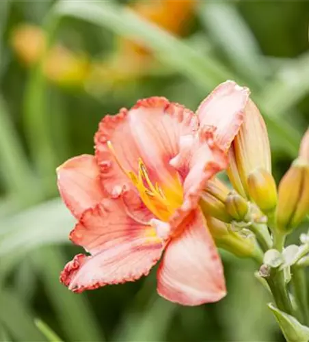 Hemerocallis