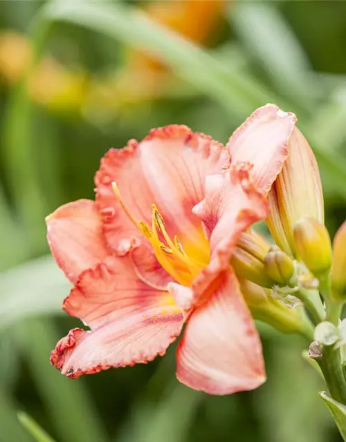 Hemerocallis