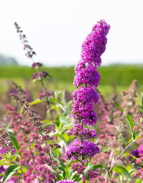 Buddleja davidii 'Royal Red'