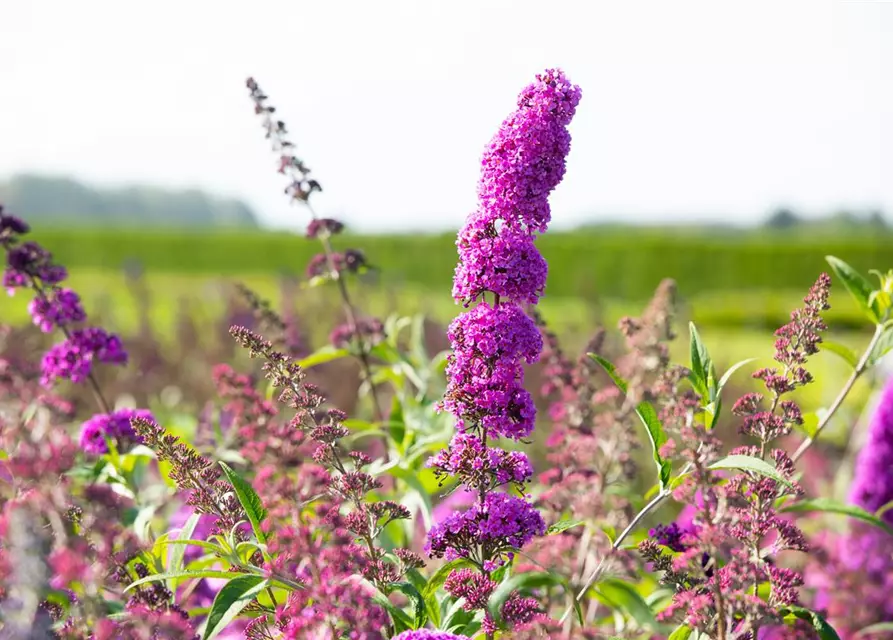 Buddleja davidii 'Royal Red'