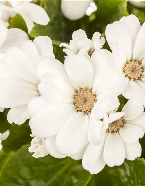 Pericallis cruentus