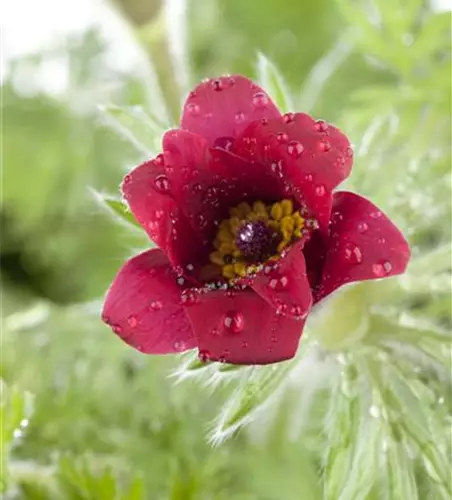 Pulsatilla vulgaris