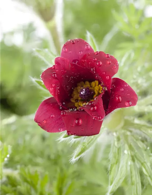 Küchenschelle 'Pinwheel Dark Red Shades'