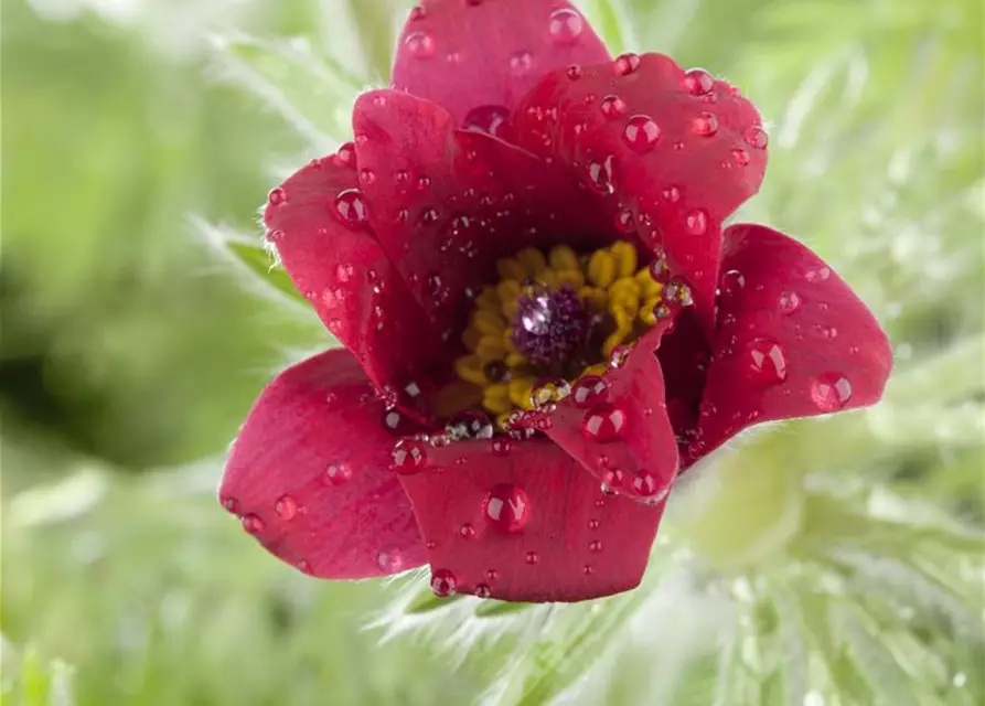 Küchenschelle 'Pinwheel Dark Red Shades'