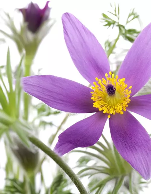 Pulsatilla vulgaris