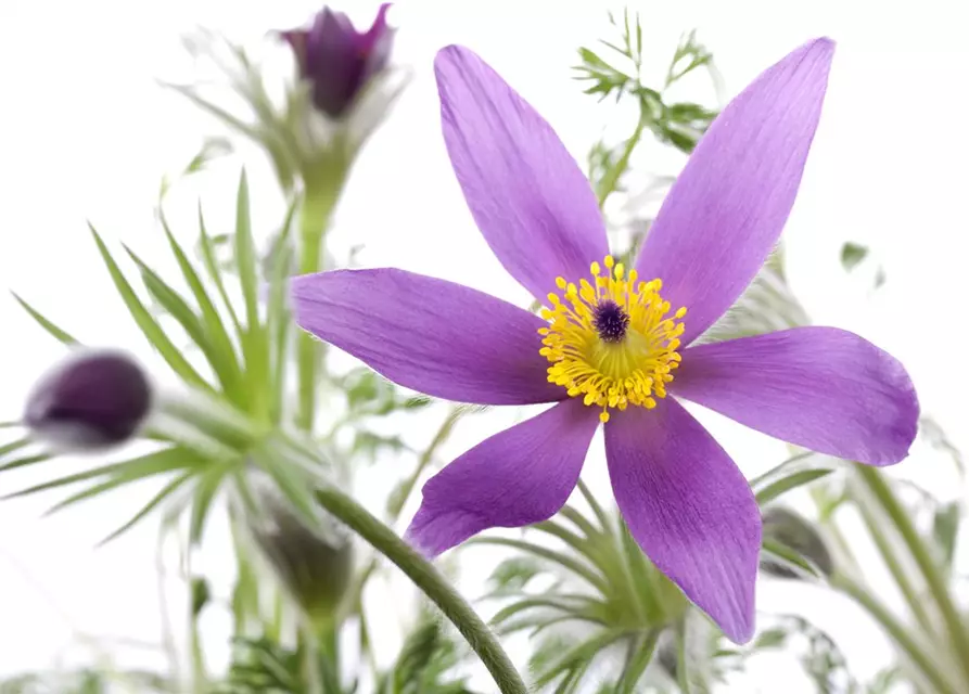 Pulsatilla vulgaris