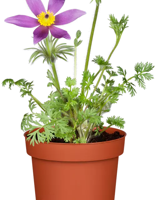 Pulsatilla vulgaris