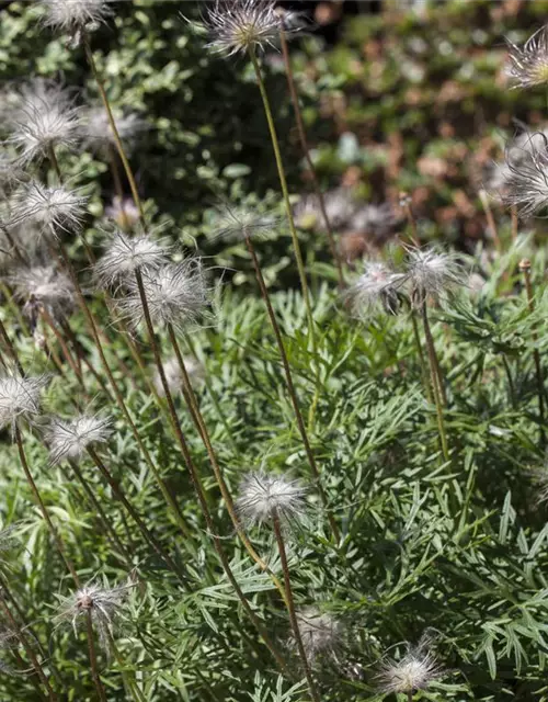 Pulsatilla vulgaris