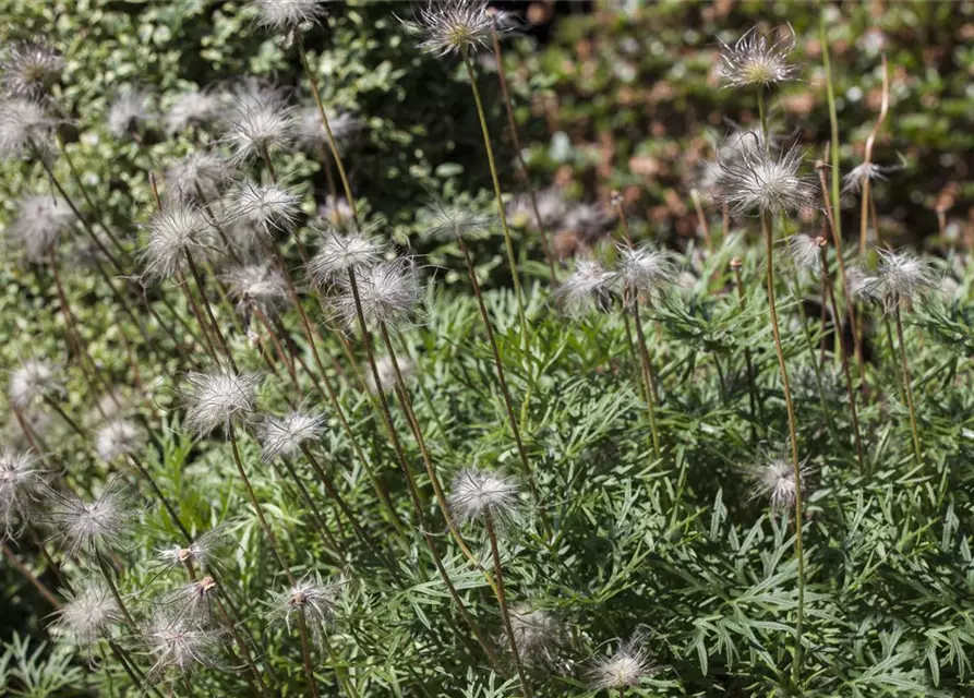 Pulsatilla vulgaris