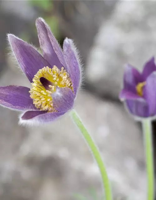 Pulsatilla vulgaris