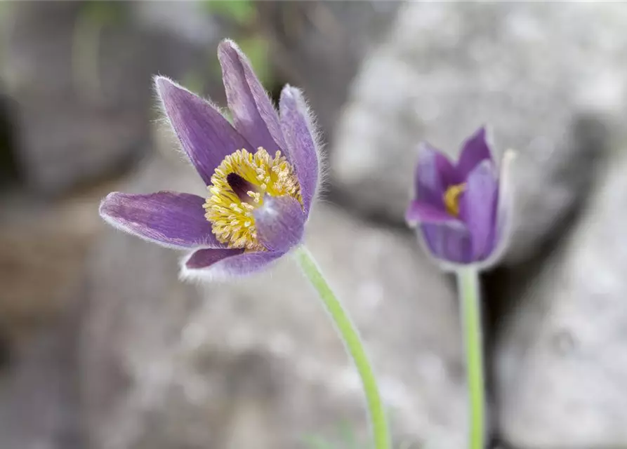 Pulsatilla vulgaris