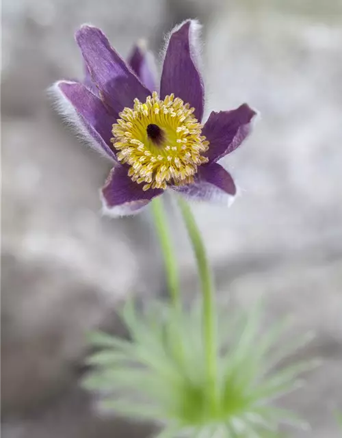 Pulsatilla vulgaris