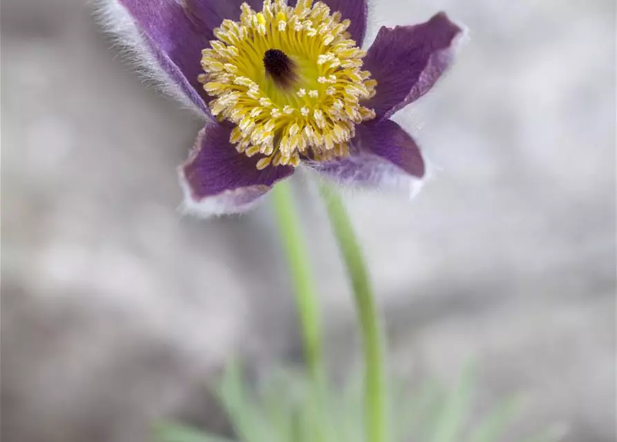 Pulsatilla vulgaris