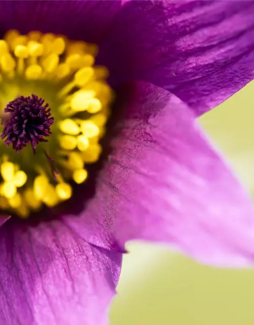 Pulsatilla vulgaris