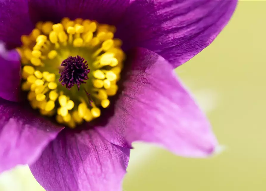 Pulsatilla vulgaris