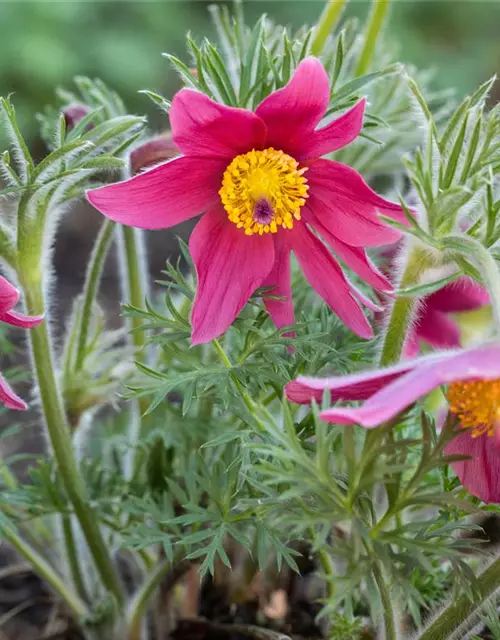 Küchenschelle 'Pinwheel Dark Red Shades'