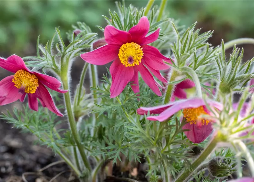 Küchenschelle 'Pinwheel Dark Red Shades'