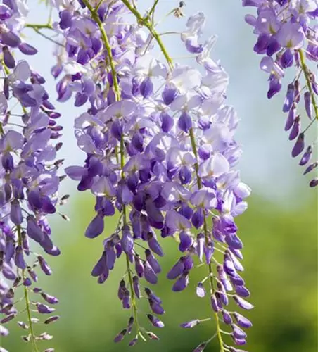 Wisteria sinensis