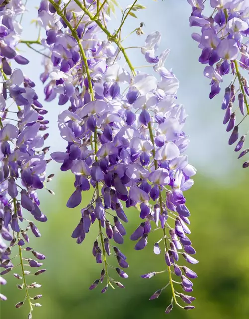 Wisteria sinensis