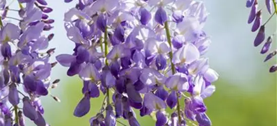 Wisteria sinensis