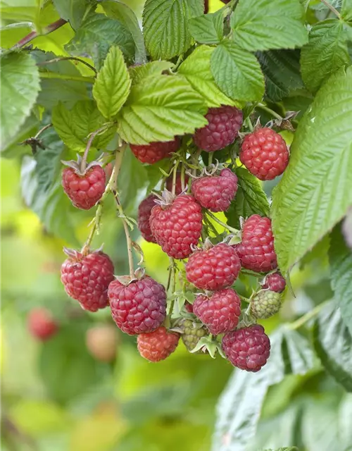 Himbeere 'Rubus idaeus'