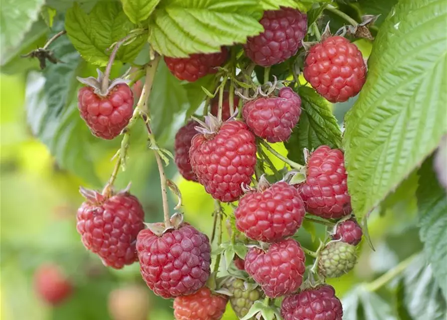 Himbeere 'Rubus idaeus'