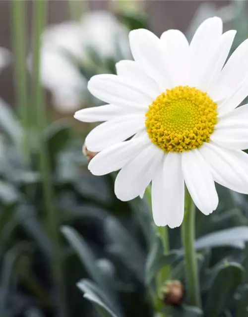 Argyranthemum frutescens, Stamm