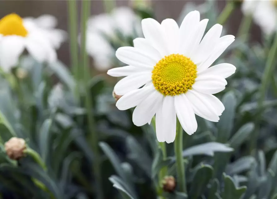 Argyranthemum frutescens, Stamm