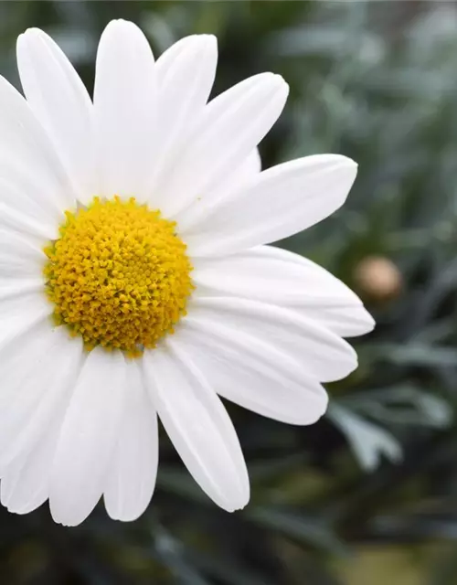 Argyranthemum frutescens, Stamm