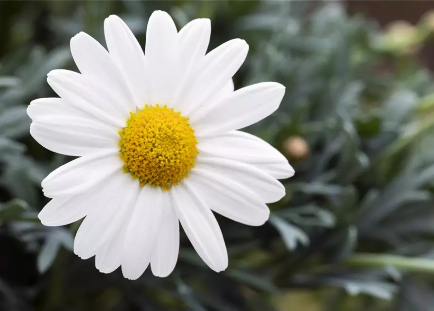 Argyranthemum frutescens, Stamm