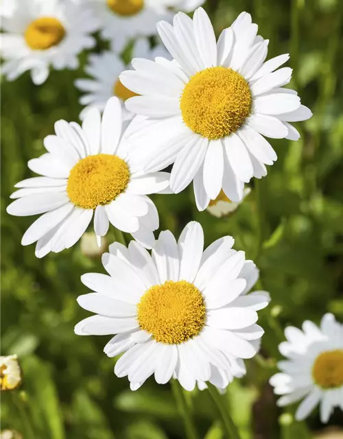 Argyranthemum frutescens