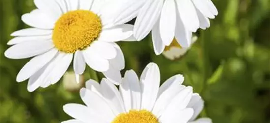 Argyranthemum frutescens