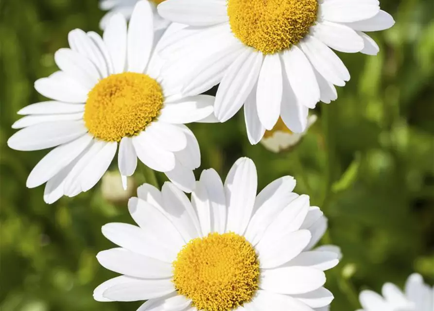 Argyranthemum frutescens