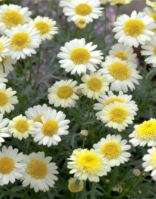 Argyranthemum frutescens