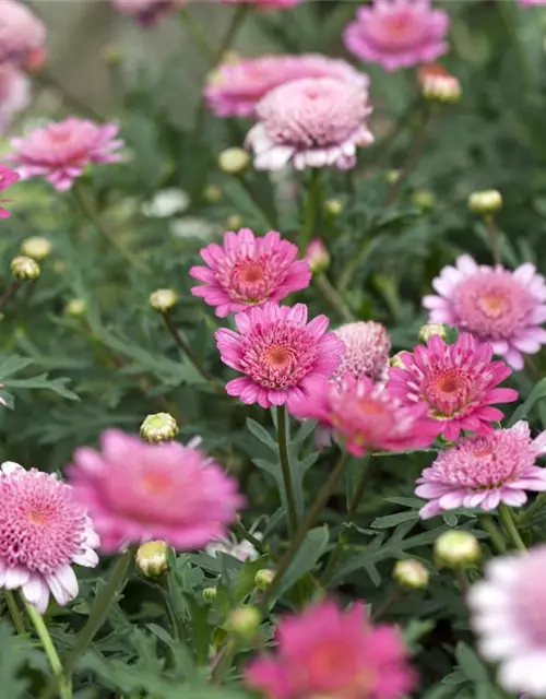 Argyranthemum frutescens