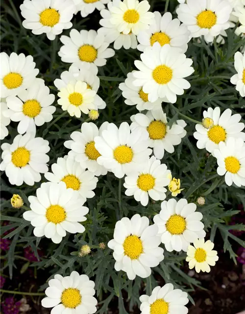 Argyranthemum frutescens