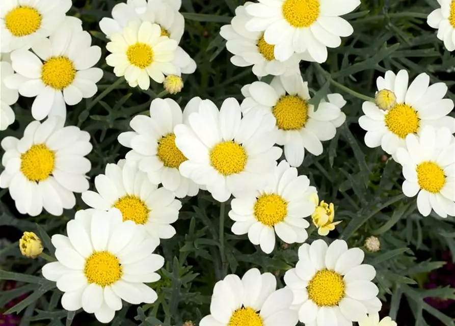 Argyranthemum frutescens