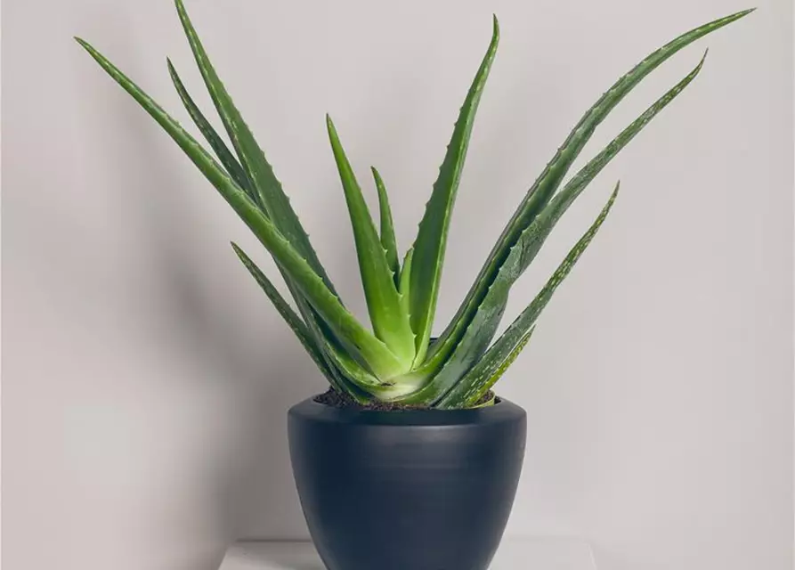 Echte Aloe Vera, 12 cm Topf