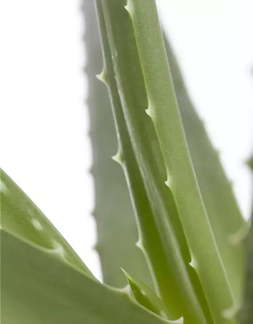 Echte Aloe Vera, 12 cm Topf