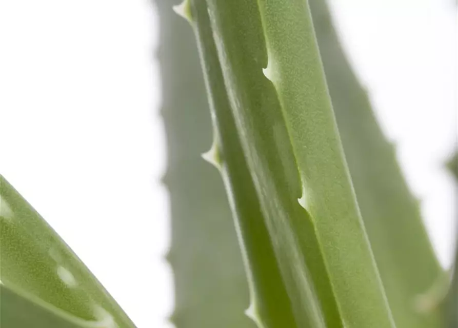 Echte Aloe Vera, 12 cm Topf