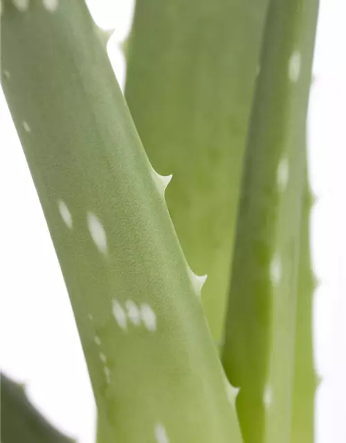 Echte Aloe Vera, 12 cm Topf