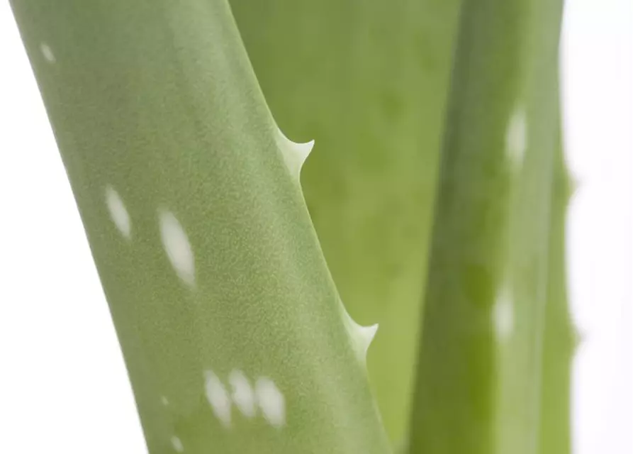 Echte Aloe Vera, 12 cm Topf